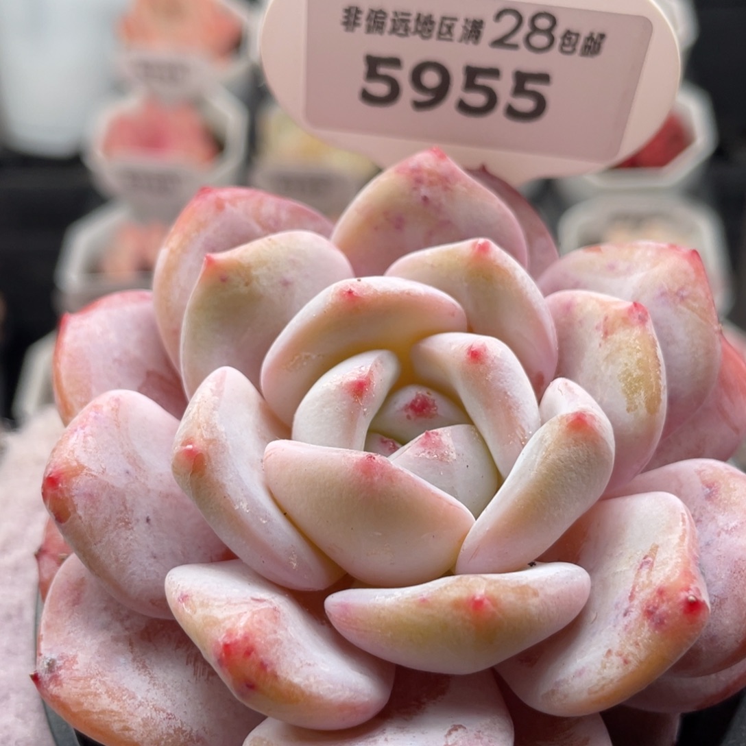 橙梦露5955-8.5厘米