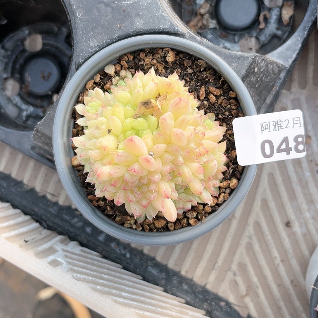 阿雅园艺。   048