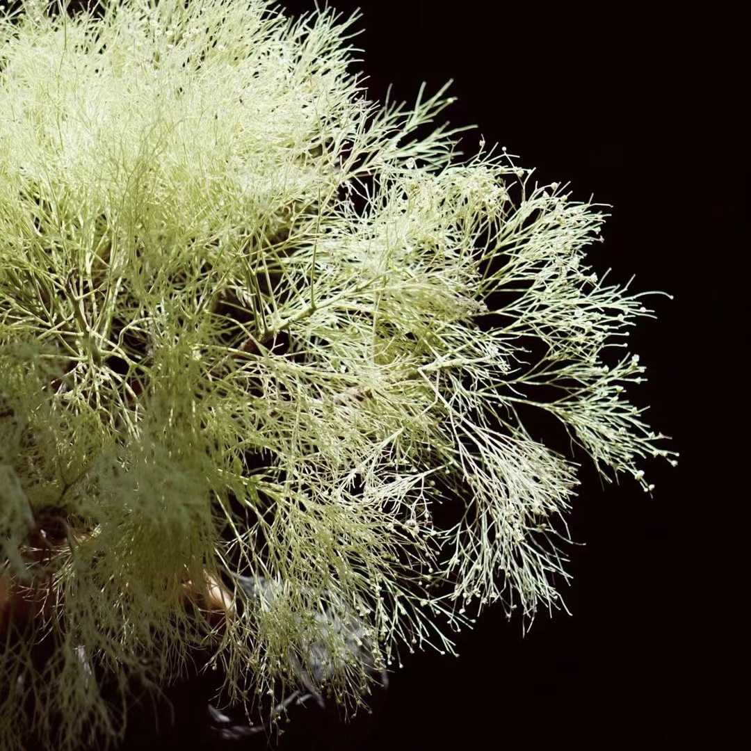 Shenxian～ 春天应季花材～柔丝～