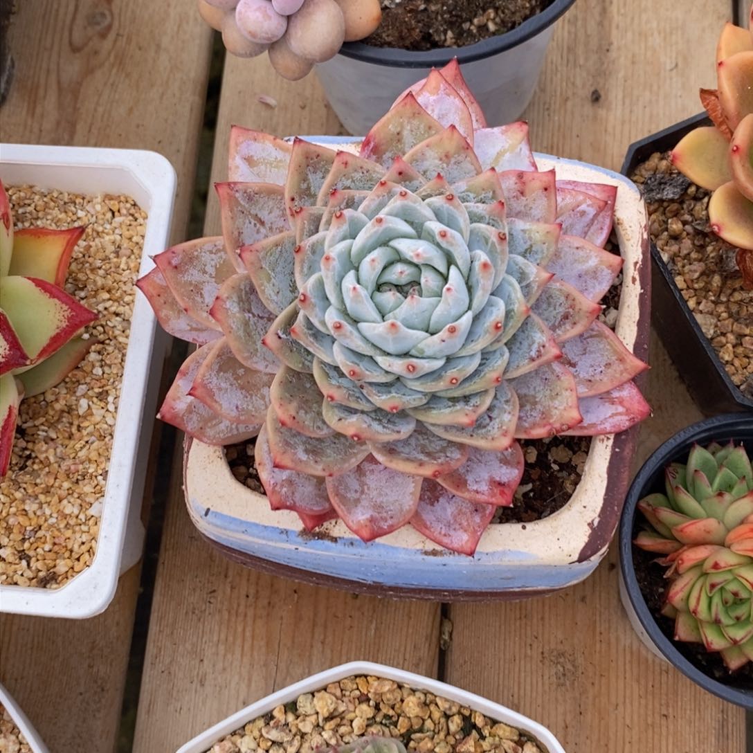 可问主播品种，下滑链接更多品种多肉选择