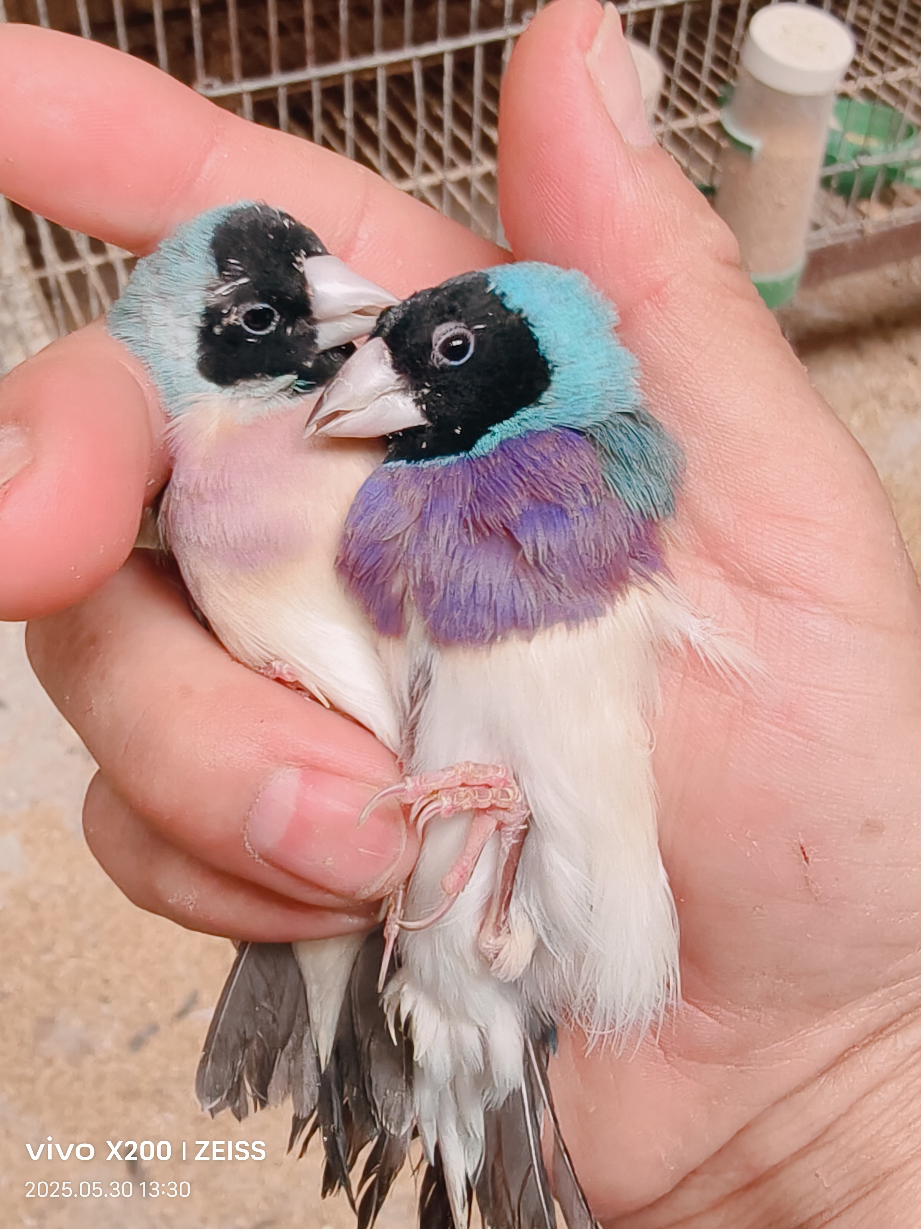 黑头蓝背紫胸一对