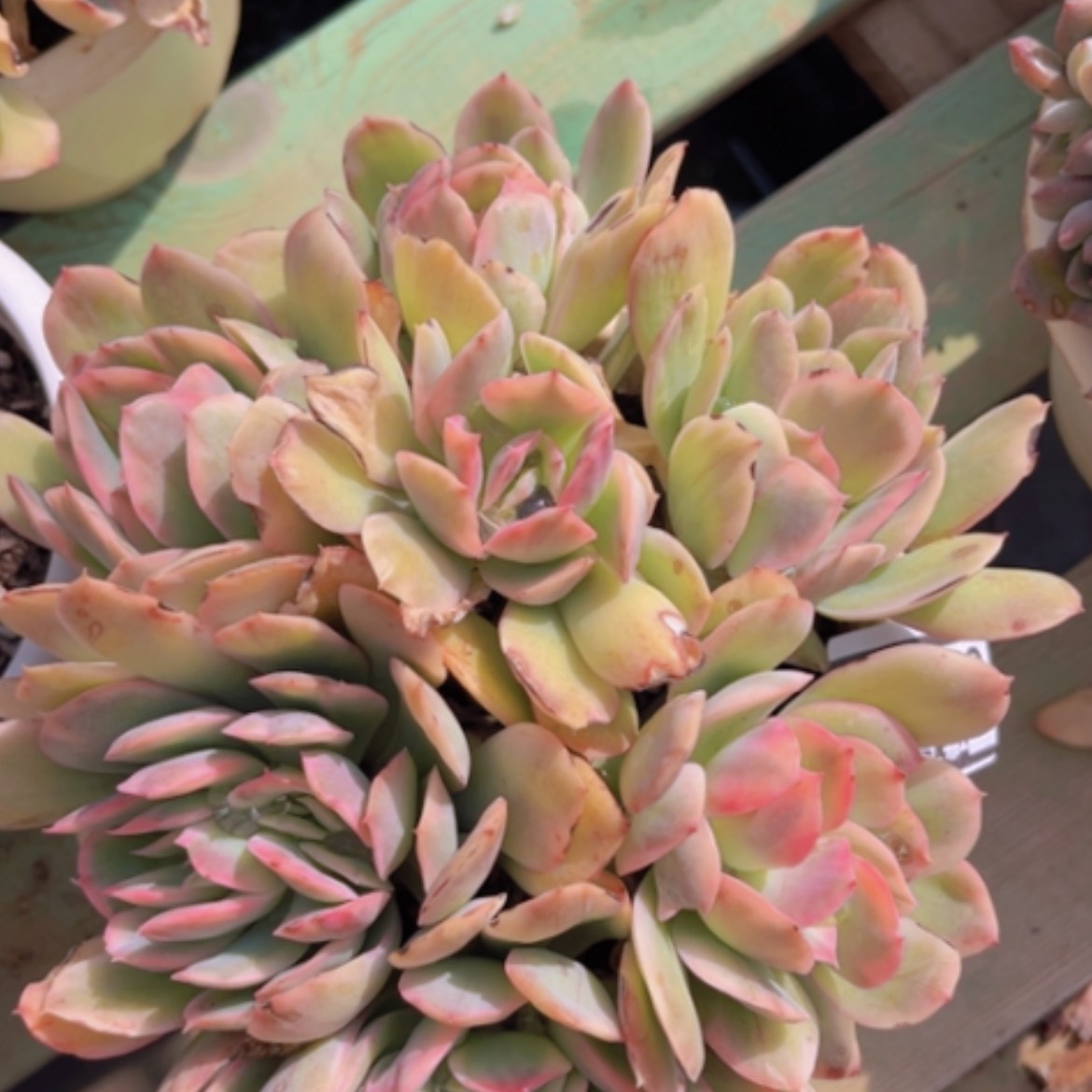 【闪购商品】绮罗锦02118