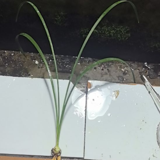 完全开放良辰引种