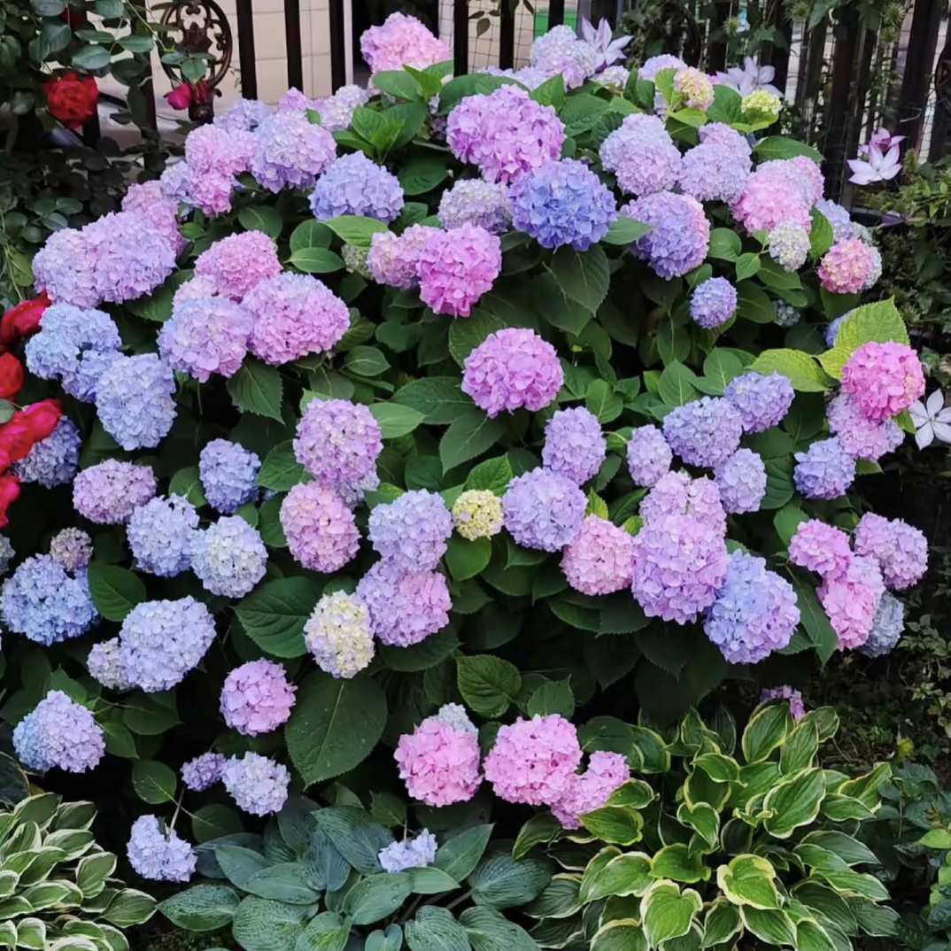 露天大花绣球-【无尽夏】老桩易养护不带花发货