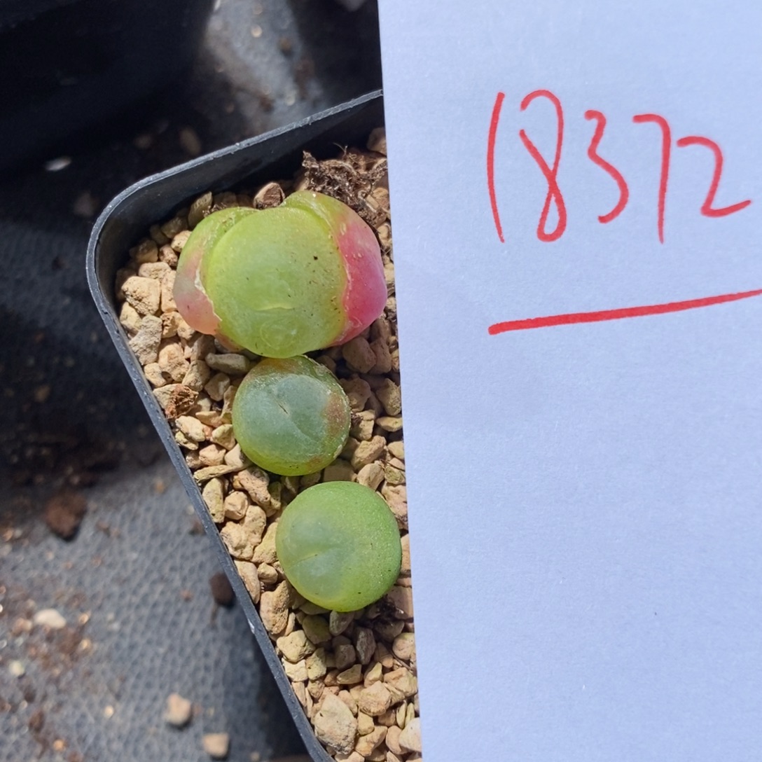 18372。 拉登一组。  