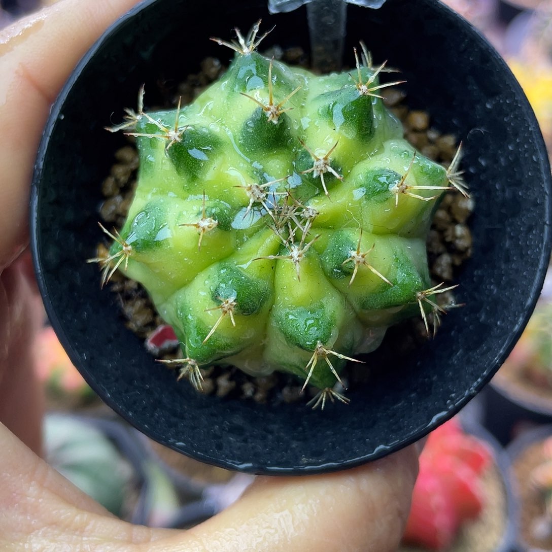 1-292米哈锦4.4厘米