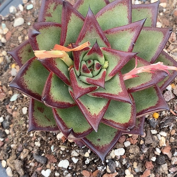 104———直播福利多多肉