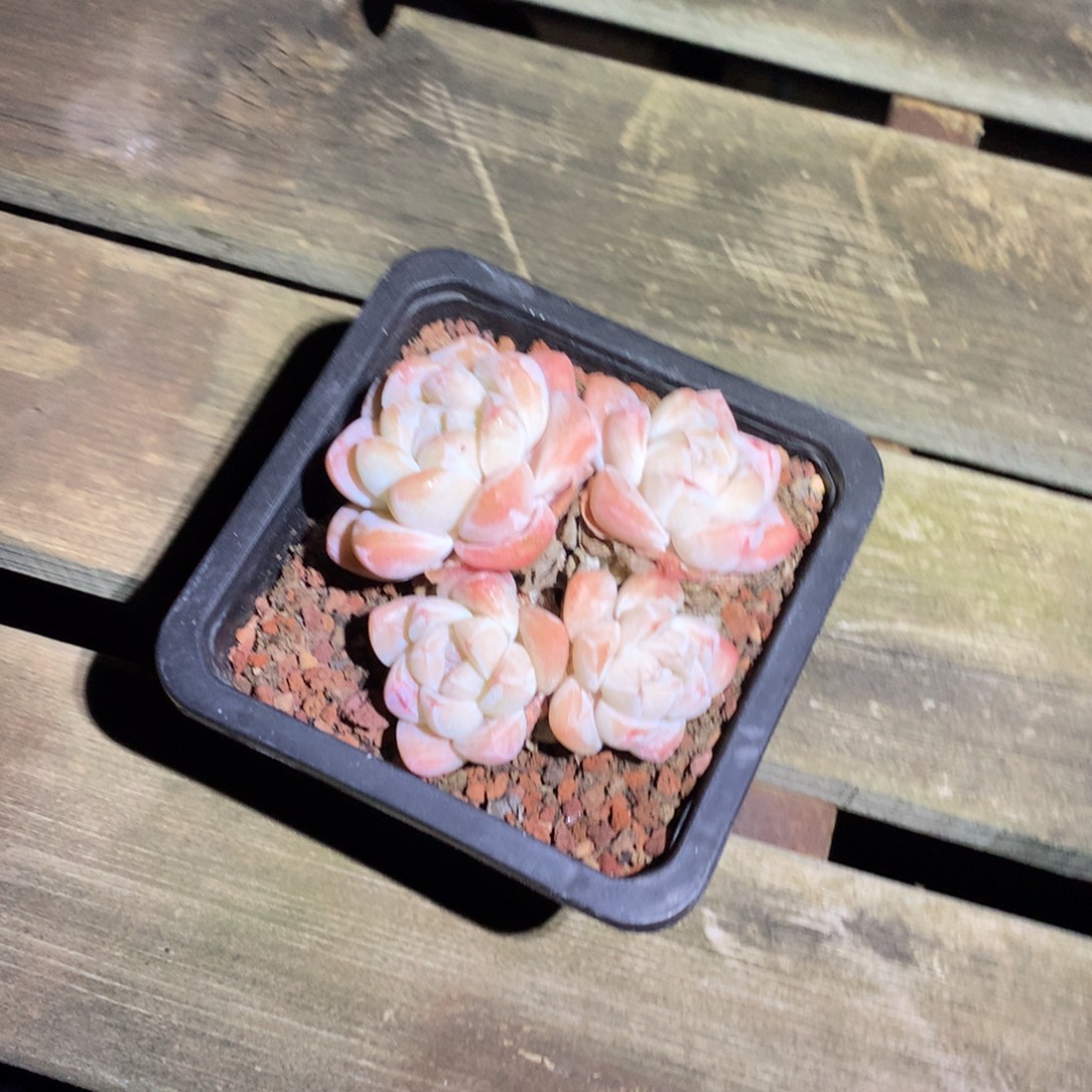 小***满完全开放在下楼拿的衣服还被人家扔地上摔