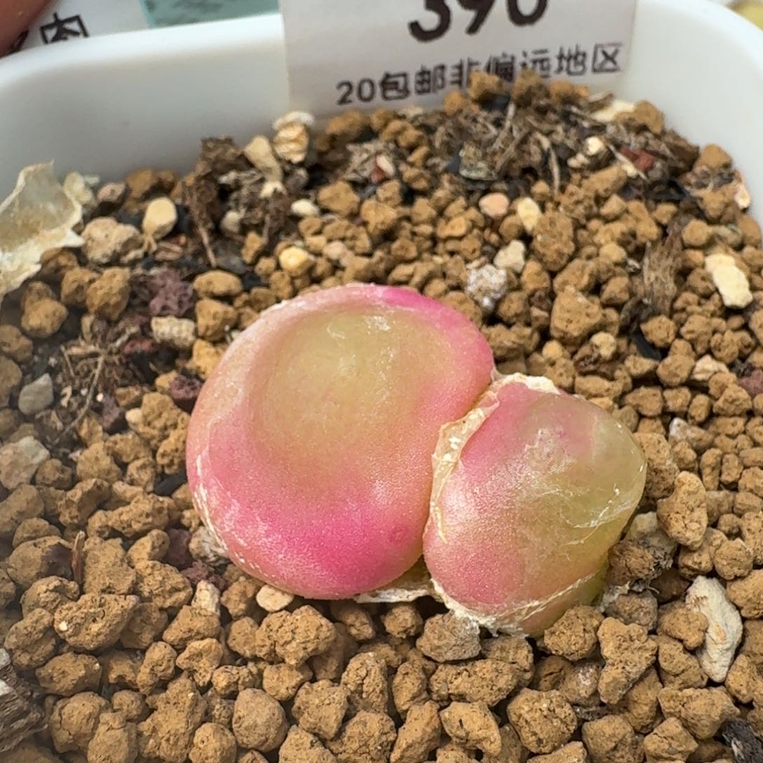 390带盆发货双头灯泡