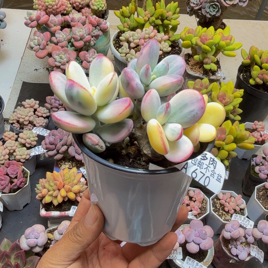 670乒乓福娘锦9cm多肉有砍