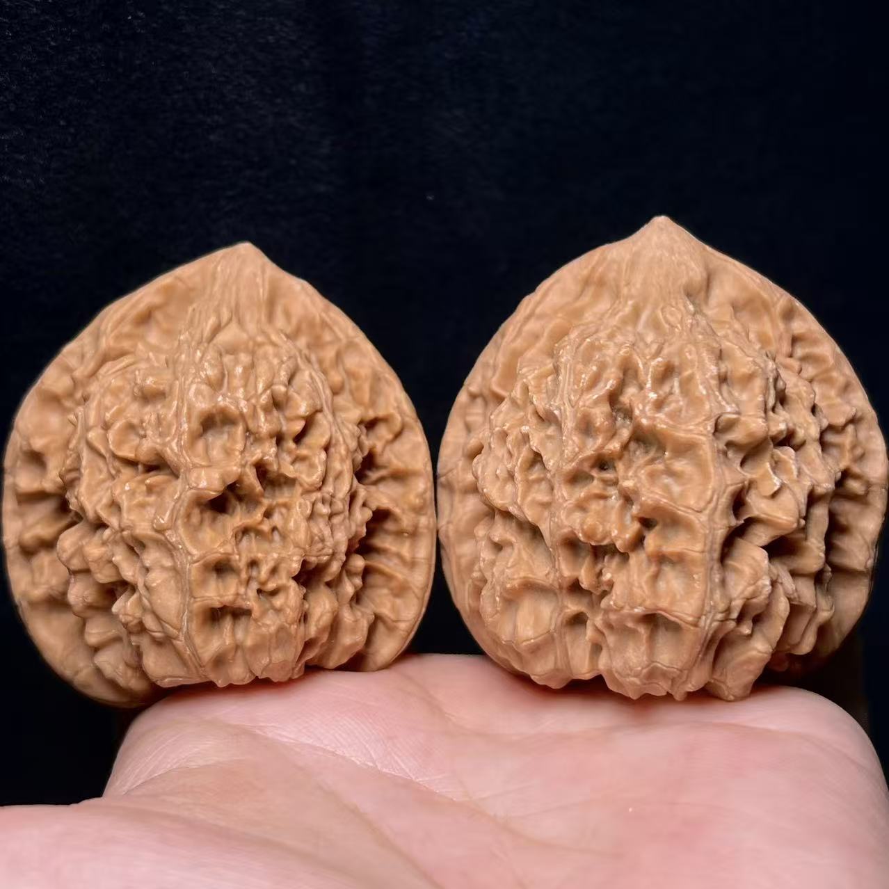 【迟锐表哥专属】L0424官帽45mm