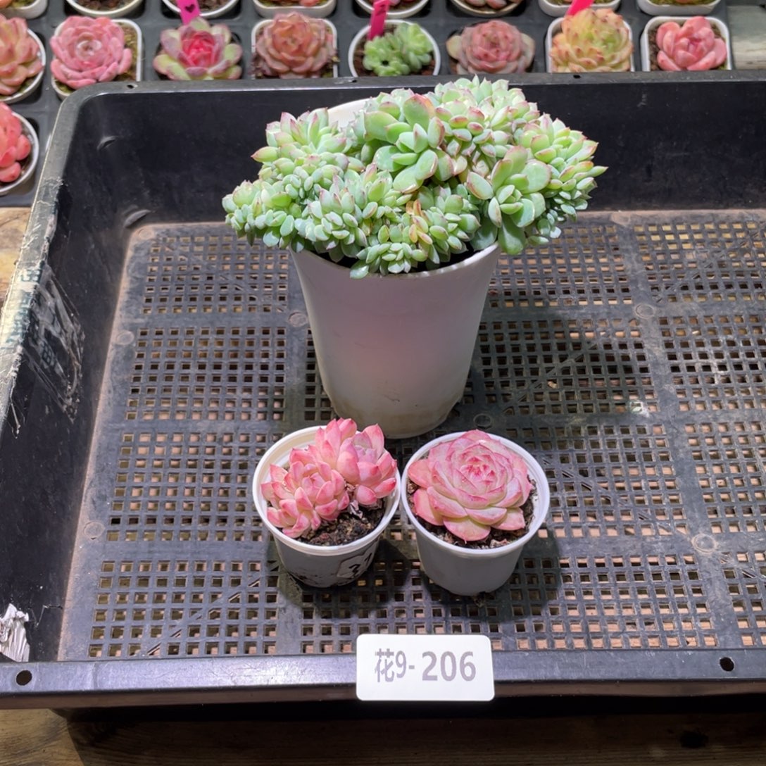 花利美9-206框拍3颗