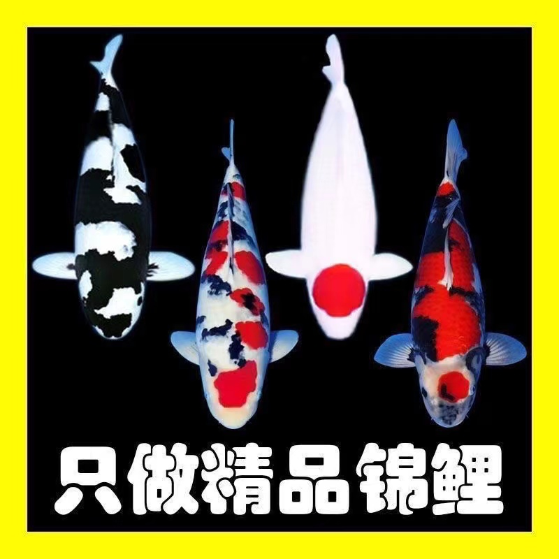 渔场直销精品锦鲤观赏鱼