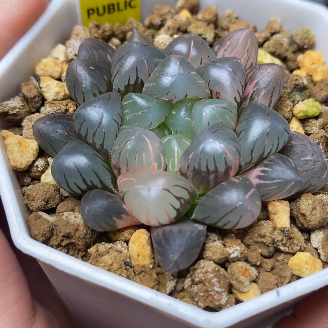 172紫罗兰玉露锦一物一拍