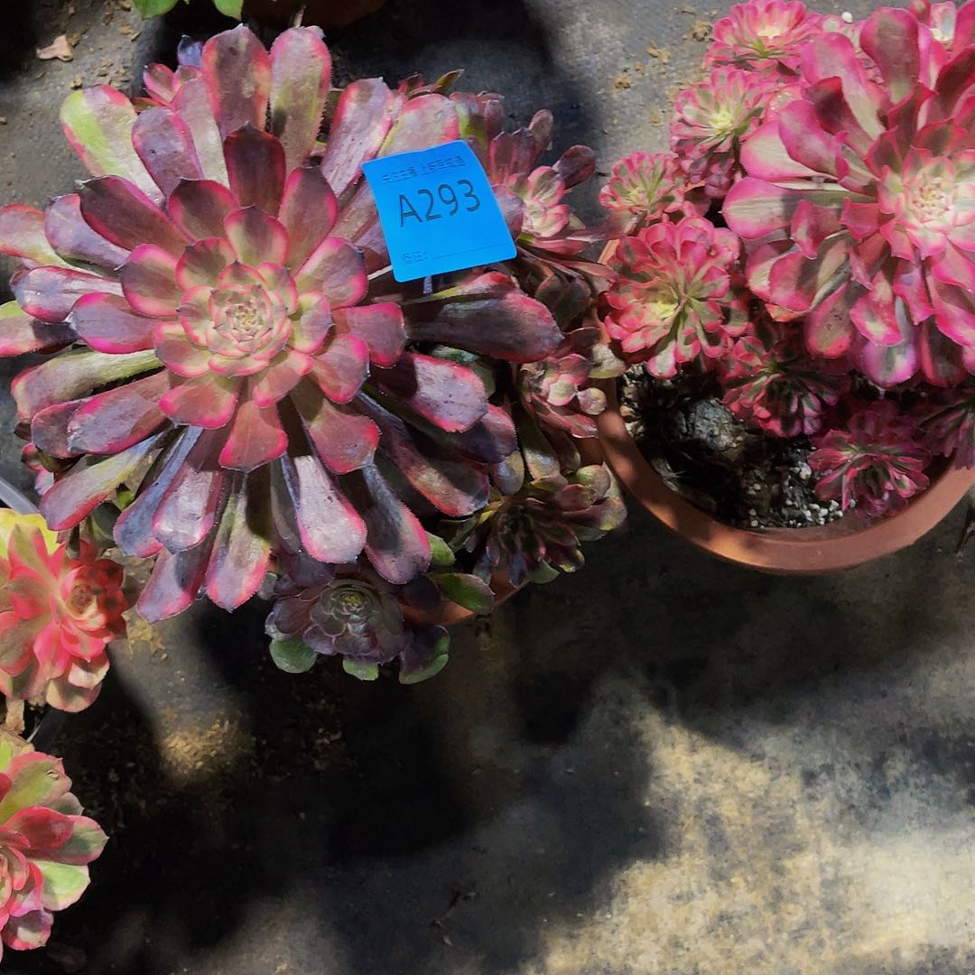 两颗共同白293黑金刚293