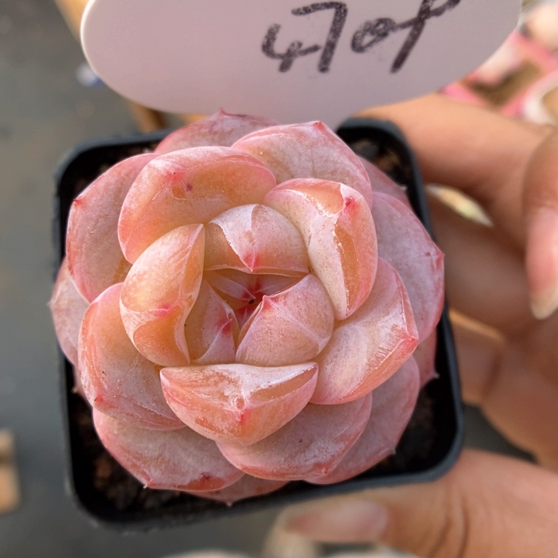 紫心星河可拍4709号