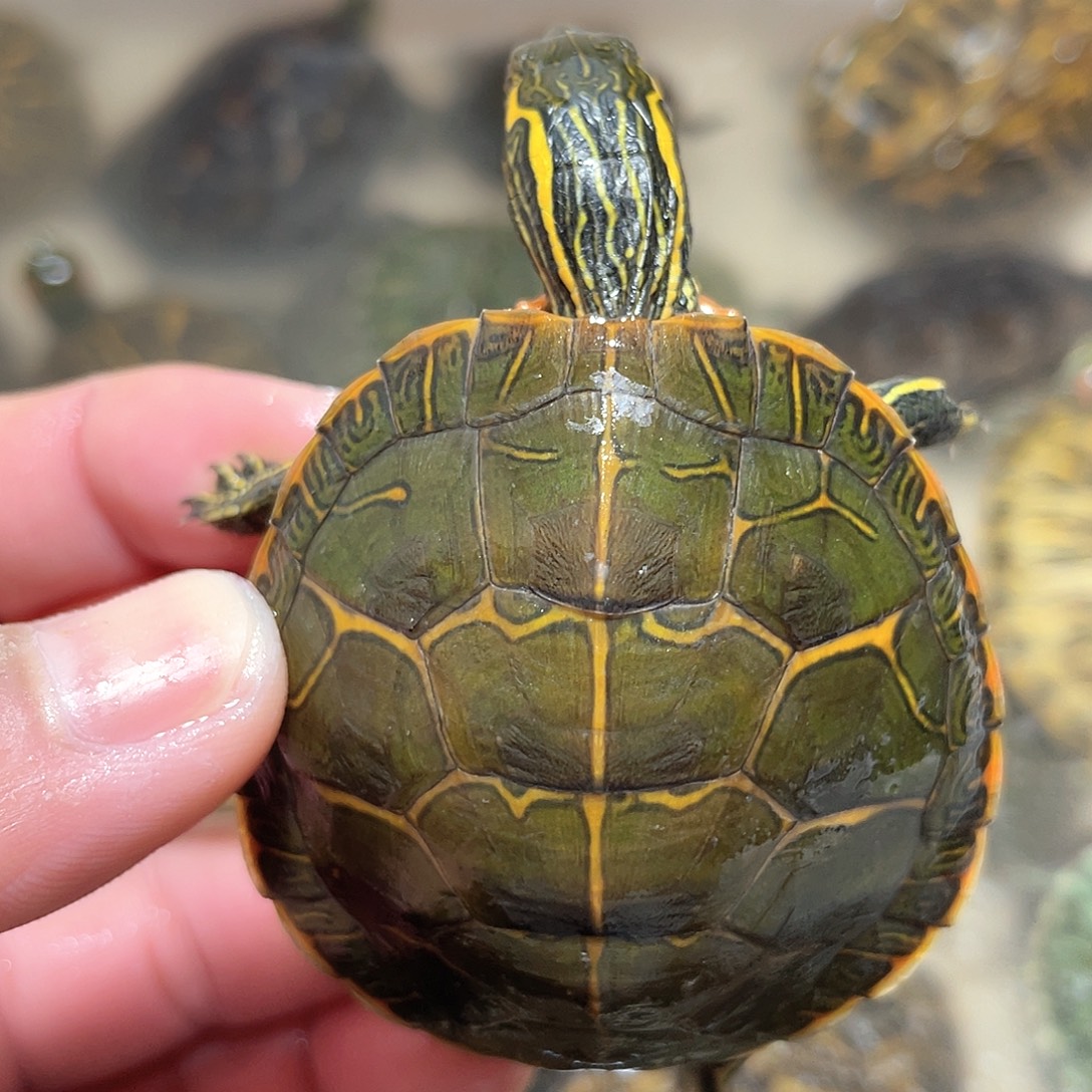 宠物龟不分公母5.9