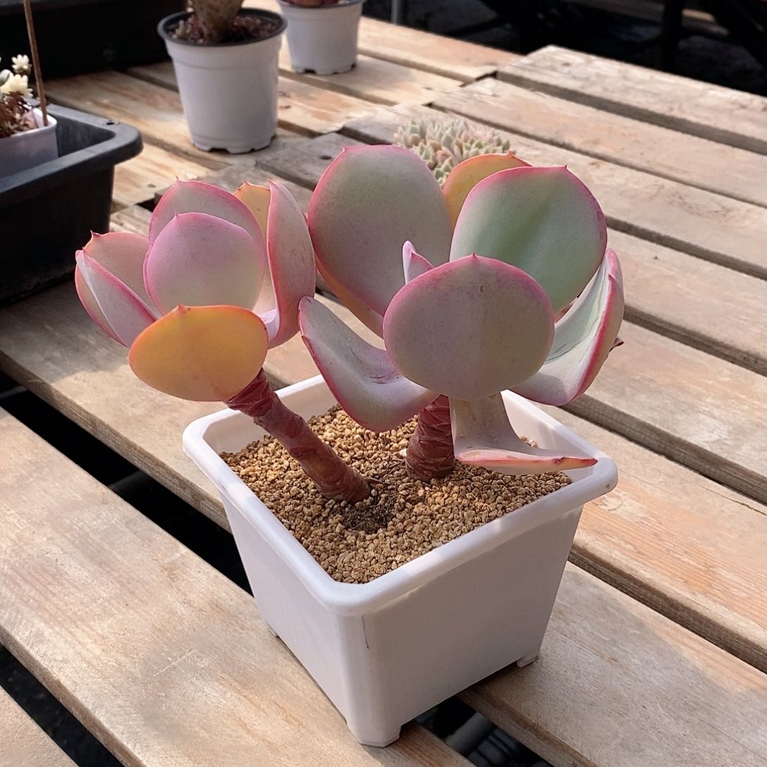 布鲁克林篮老桩多肉植物