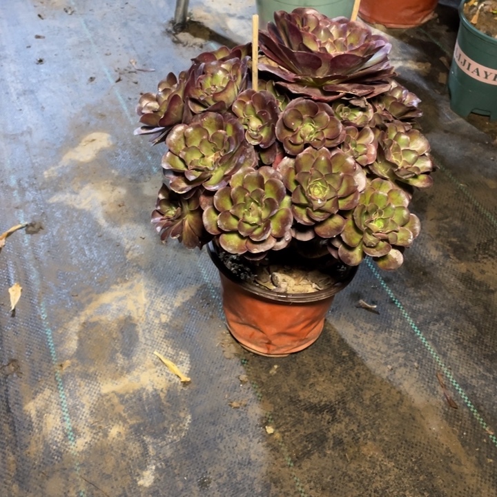 45魅金多肉植物多肉多肉