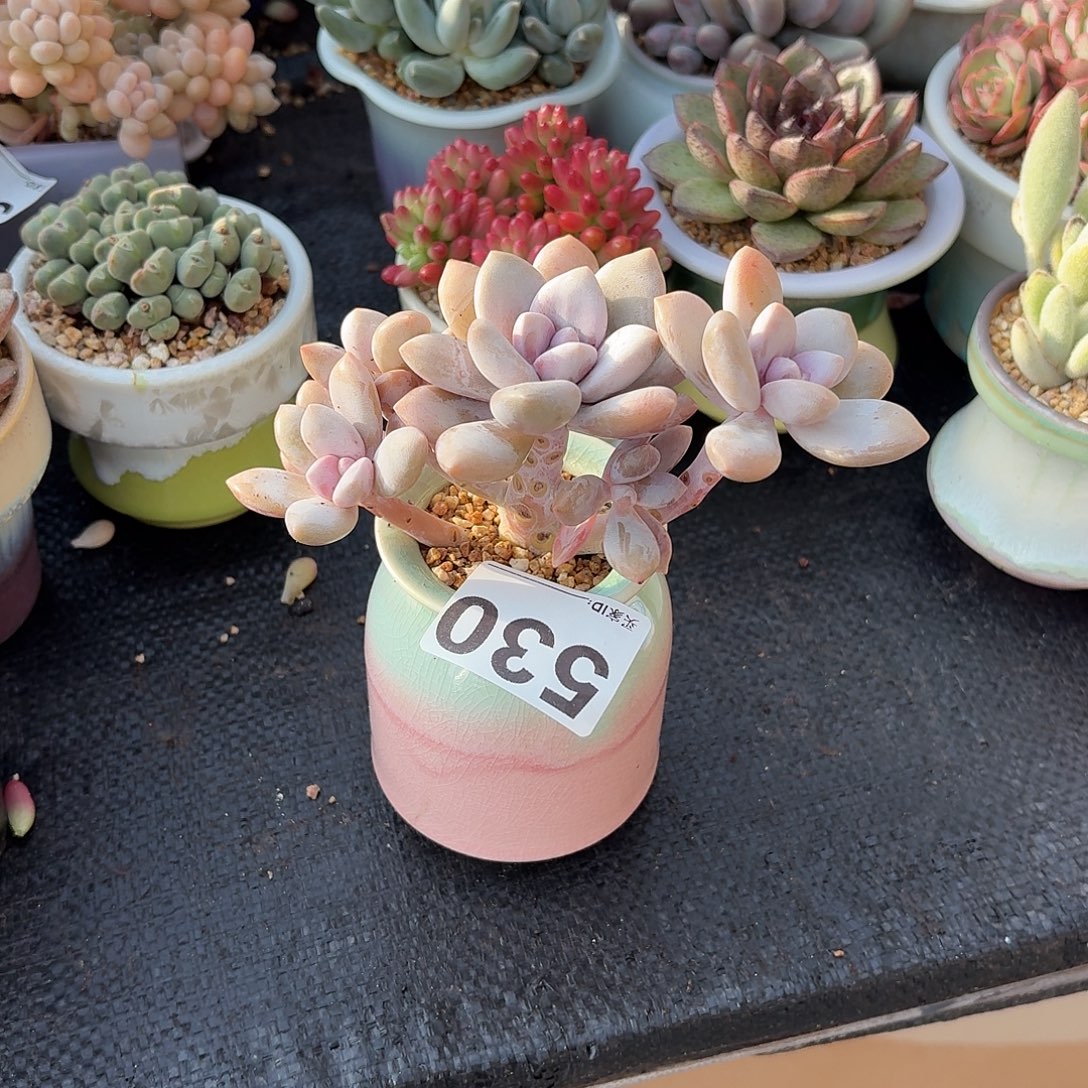 萌***腻桃霜多肉带盆发货530