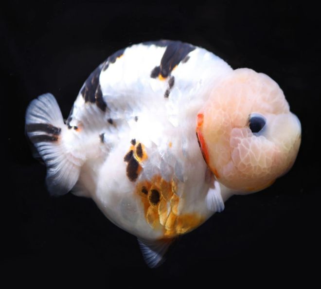 兰寿观赏鱼金鱼活鱼虎皮麒麟奶牛樱花重墨冷水淡水耐活宠物鱼活体