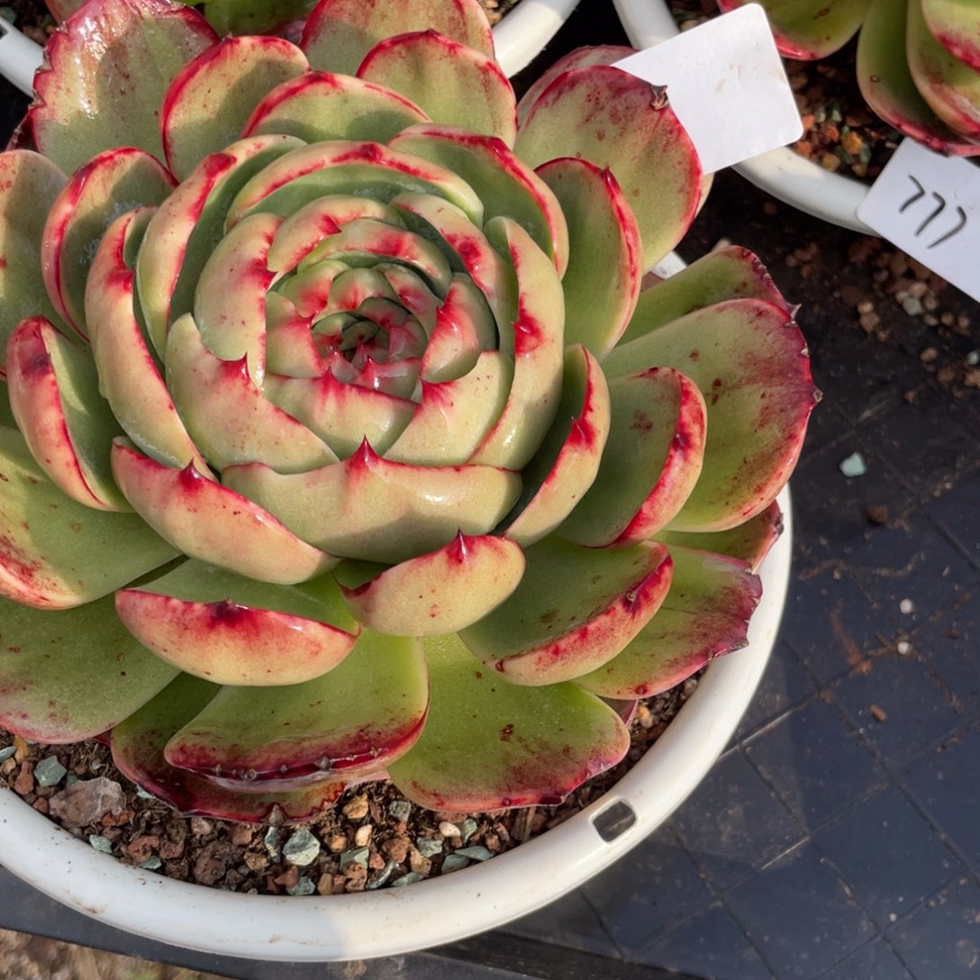 悠***音瑕疵福利冠服20左右