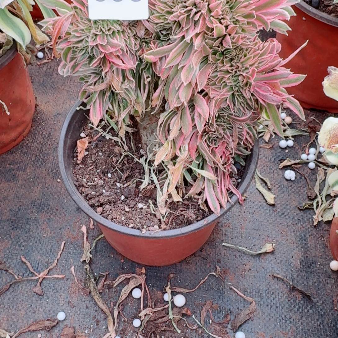 嗯398 号多肉法师植物特价