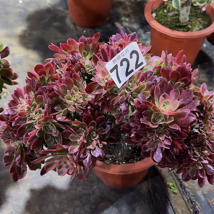 0000000000000722女郎缀