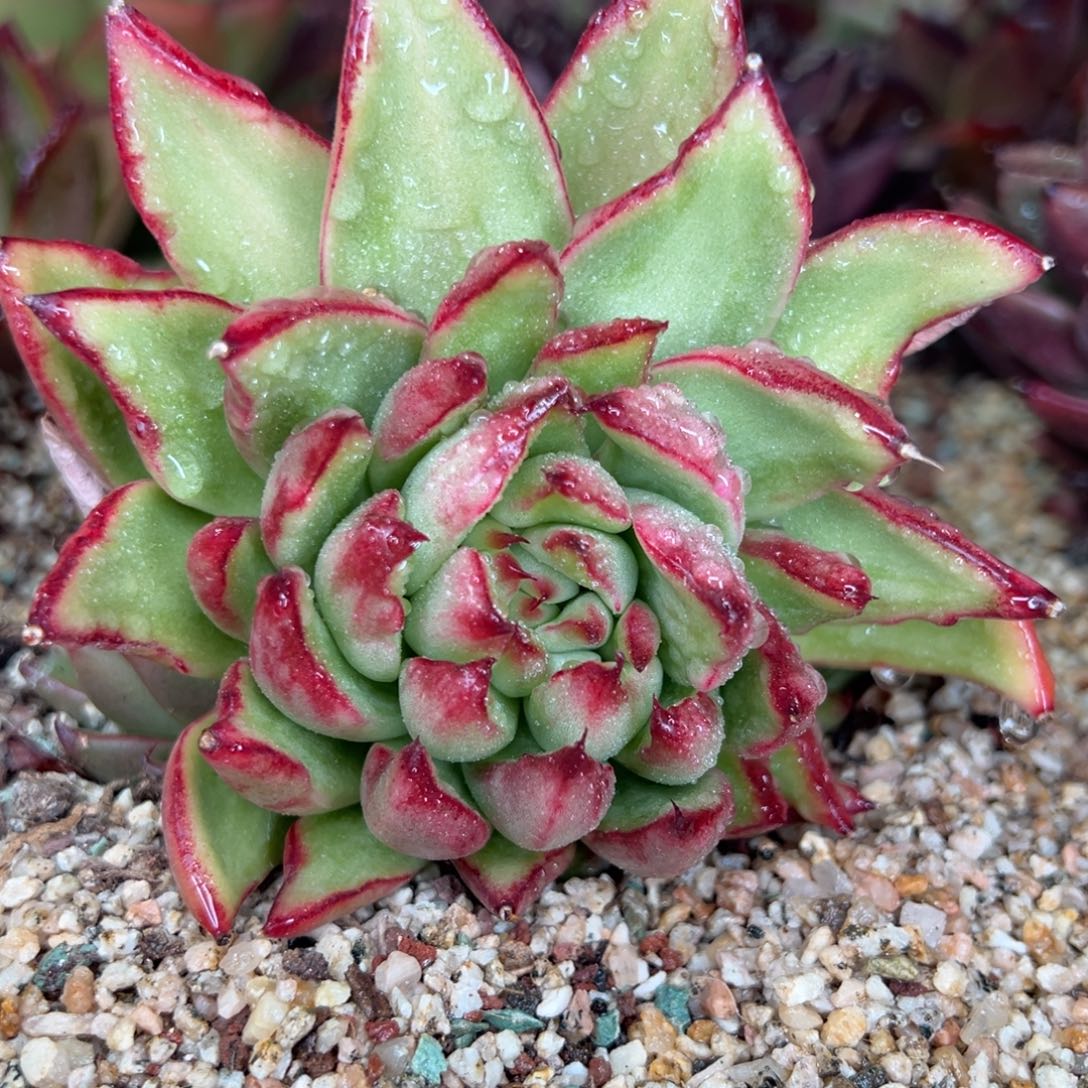 从前慢多肉精选编号0116.219