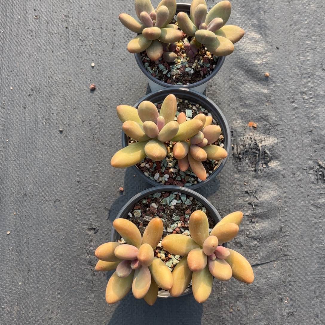 全部花朵糖果美人组合3颗