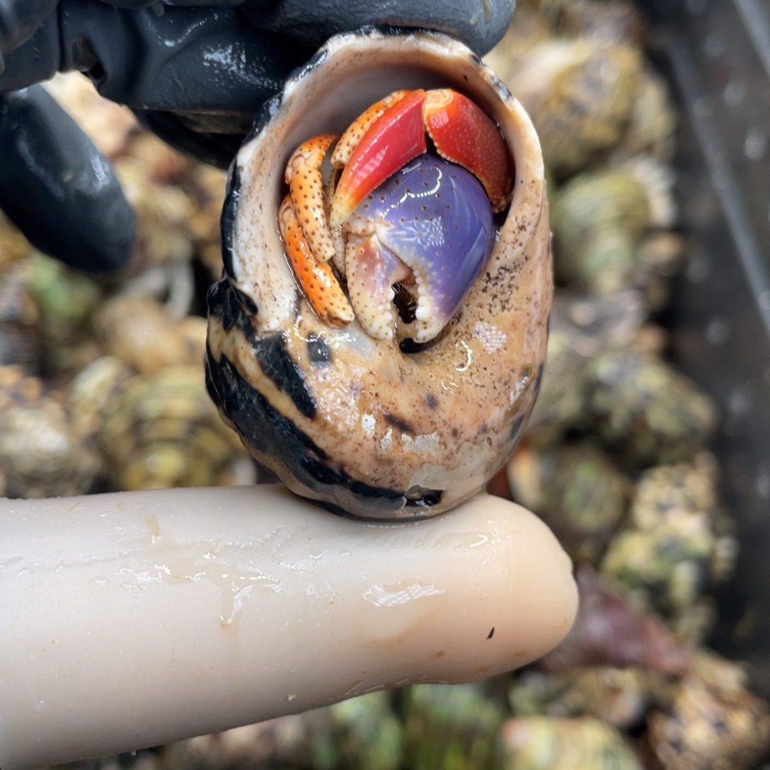 不退不换活体宠物124