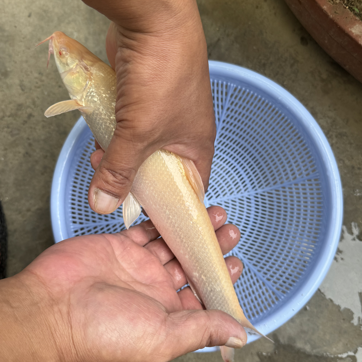 红眼鳕鱼白子招财龙观赏鱼渔场直发到家鲜活