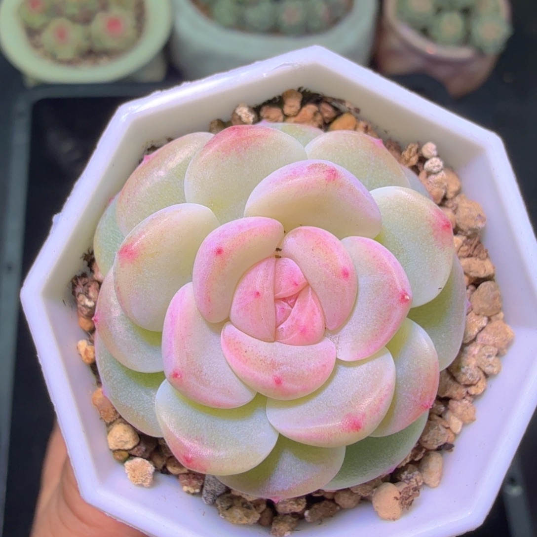 帕帕拉恰一物一拍二十包邮特