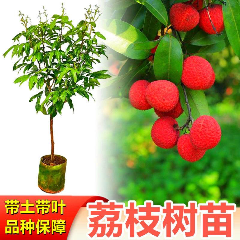 荔枝嫁接苗无核桂味仙进奉冰荔妃子笑荔枝王带土带叶发货盆栽地栽