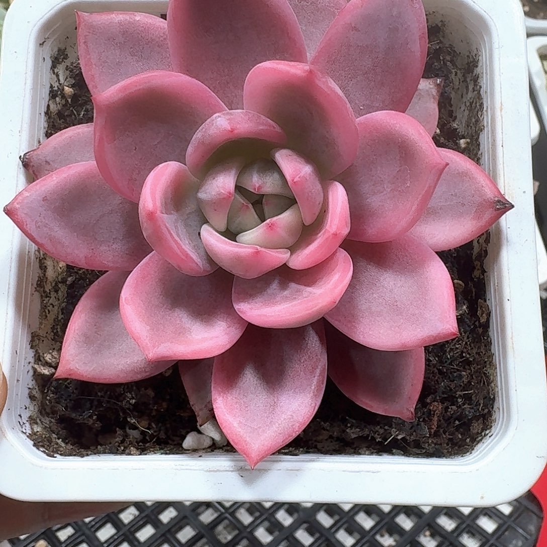 酒红香槟锦多肉植物
