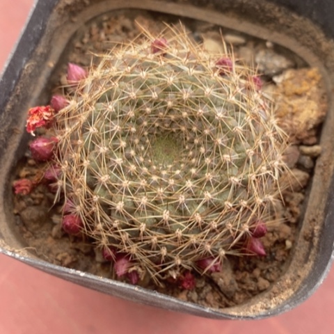 勾宝单头4仙人球