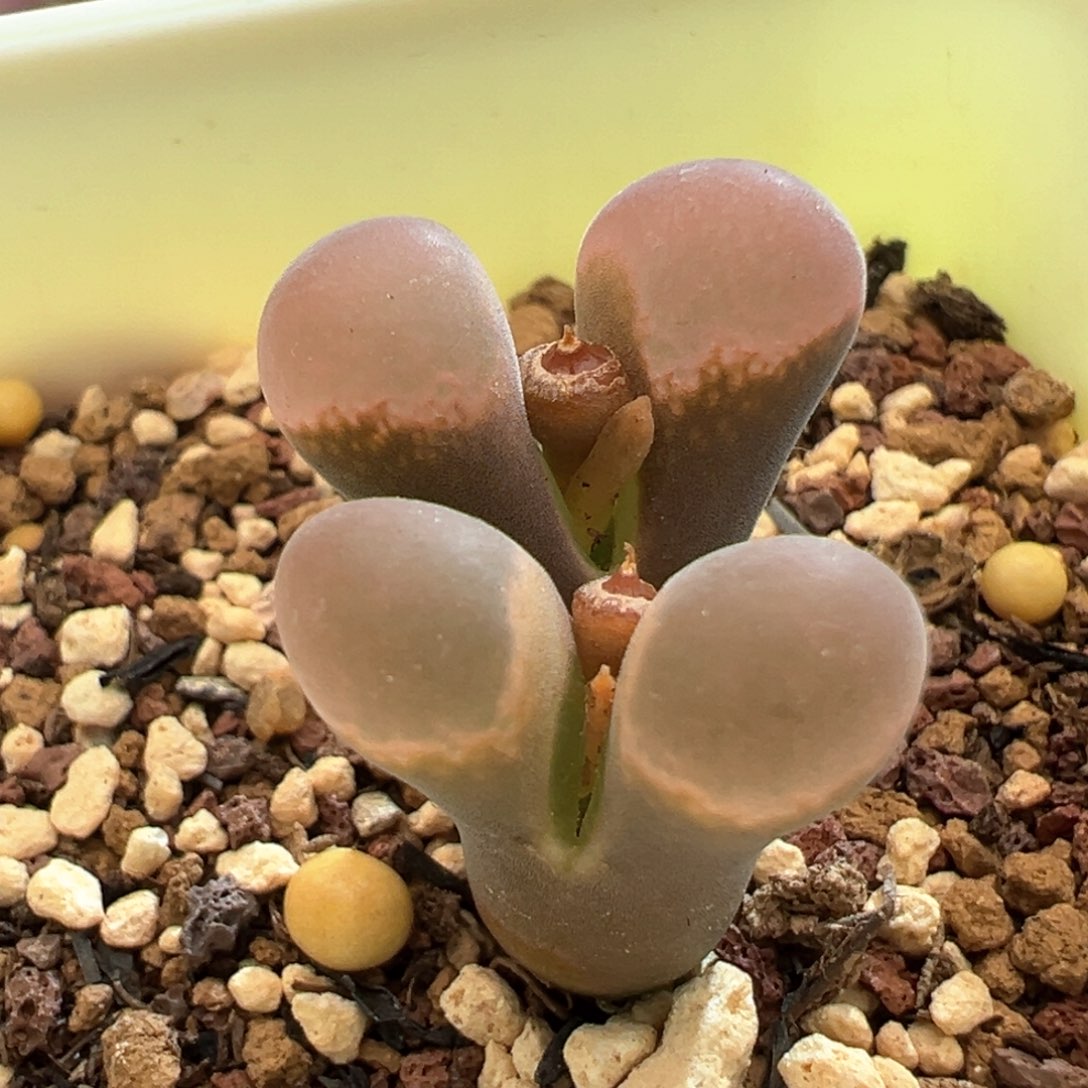 210。青蛙五年se肯哈德双头母本