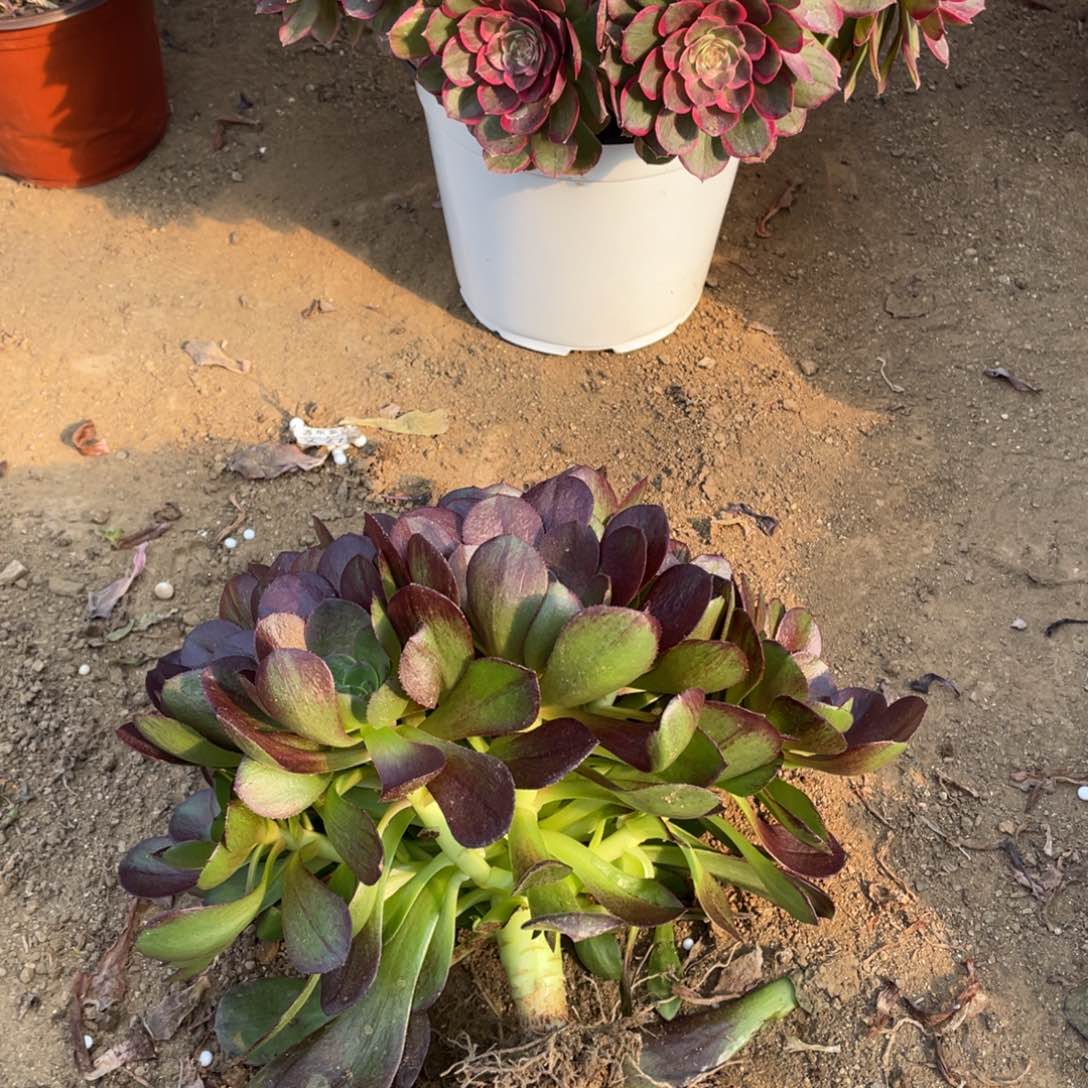 花拉丝多肉法师断枝不包