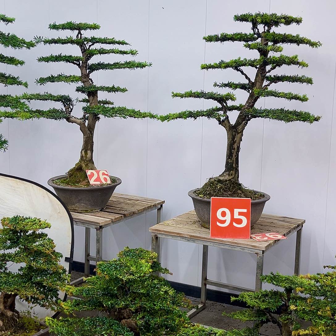 无花朵一物一拍，湖南大哥