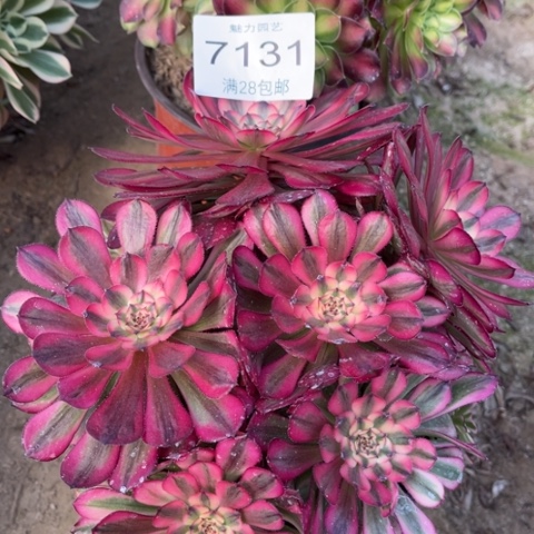 月蝉多肉多肉7131