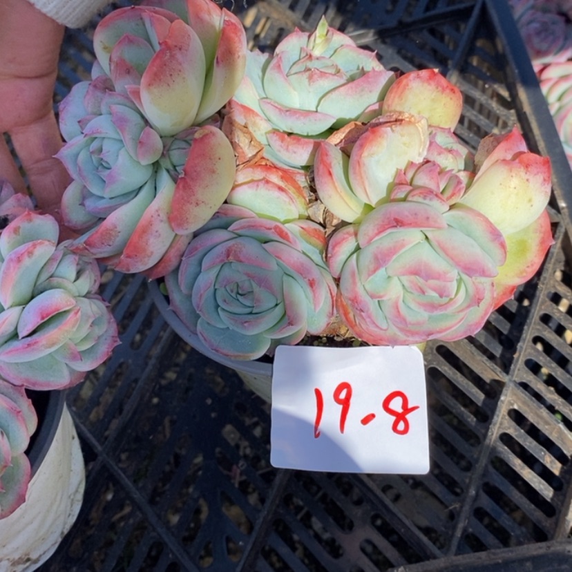 【闪购商品】江**田多肉植物