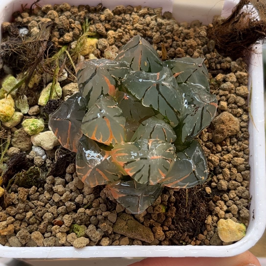 33OH玉露锦福利专场