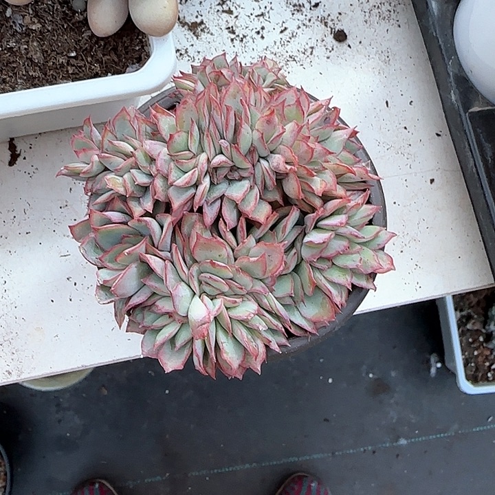 青蛙王子儿童牙膏111