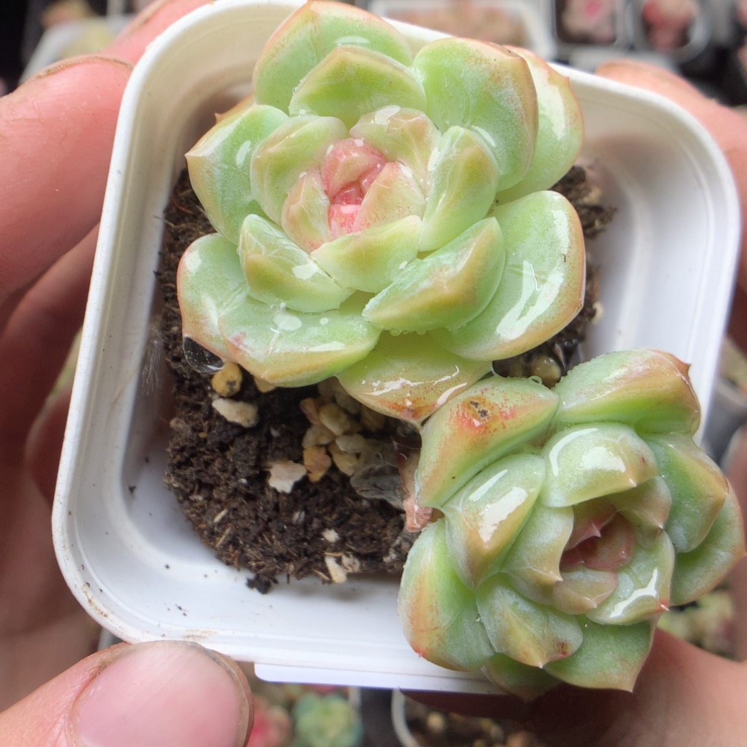 无花朵Q104。yyyyyyy