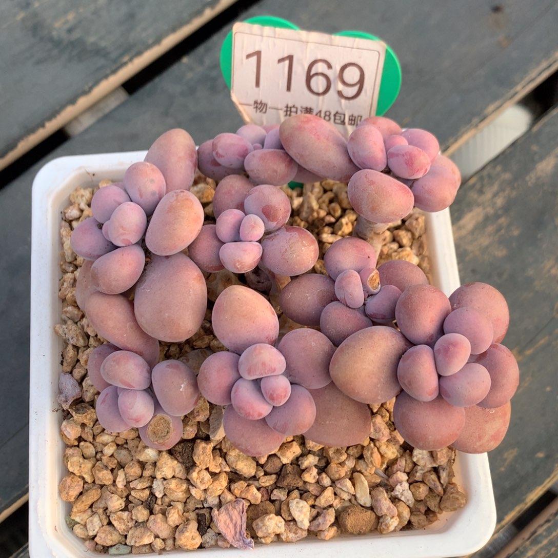 开***心腰子蛋老桩无砍平头