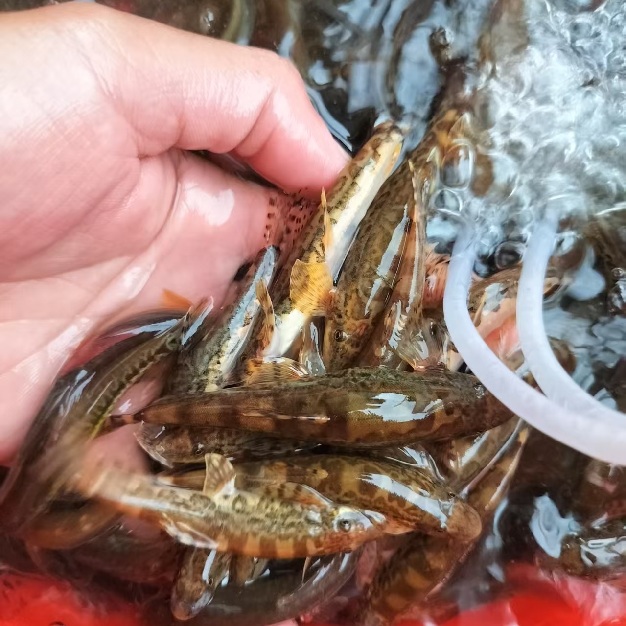 山坑溪流底层鱼活鱼直播间挑选套餐鲜活小鱼新鲜