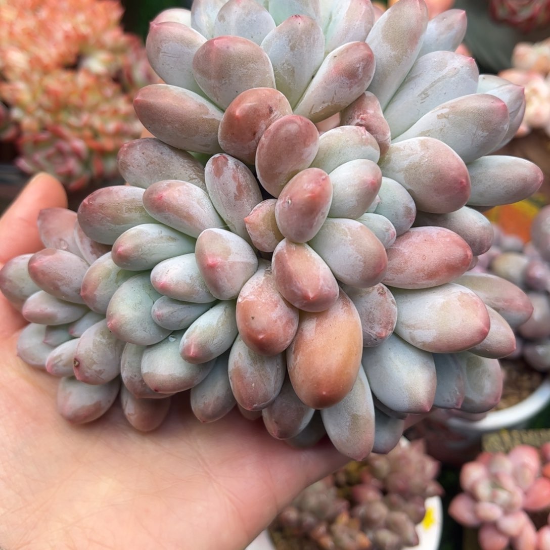 香水多肉老桩15冠幅……