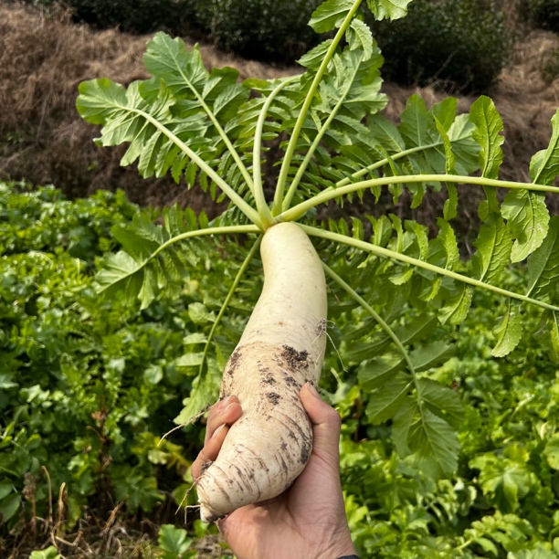 山村好货 散称 高山萝卜
