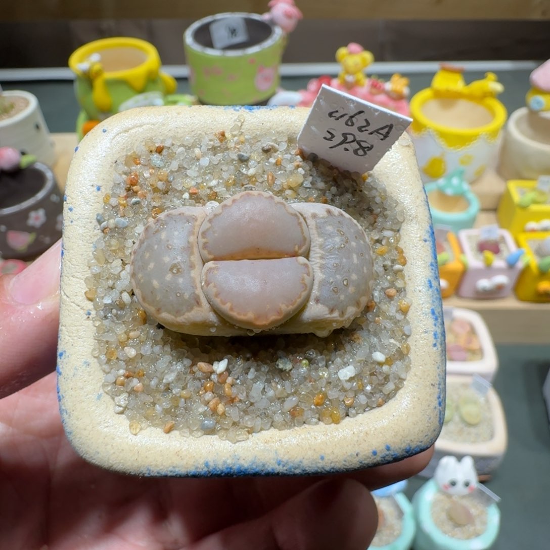 红陶蘑菇553c162a饼干