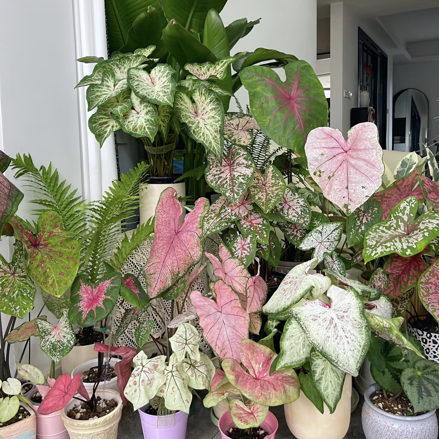 彩叶芋盆栽ins风网红盆栽阳台办公室净化空气